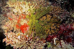 IMG_0792rf_Maldives_Madoogali_Plongee 7_House reef_Crinoide